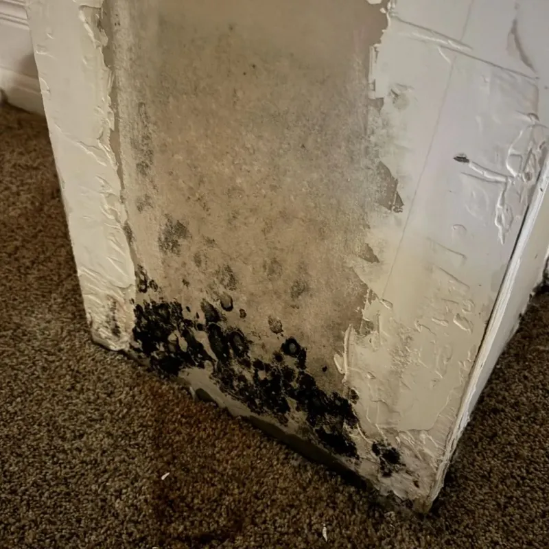 Professional Mold Removal in Sparks, NV